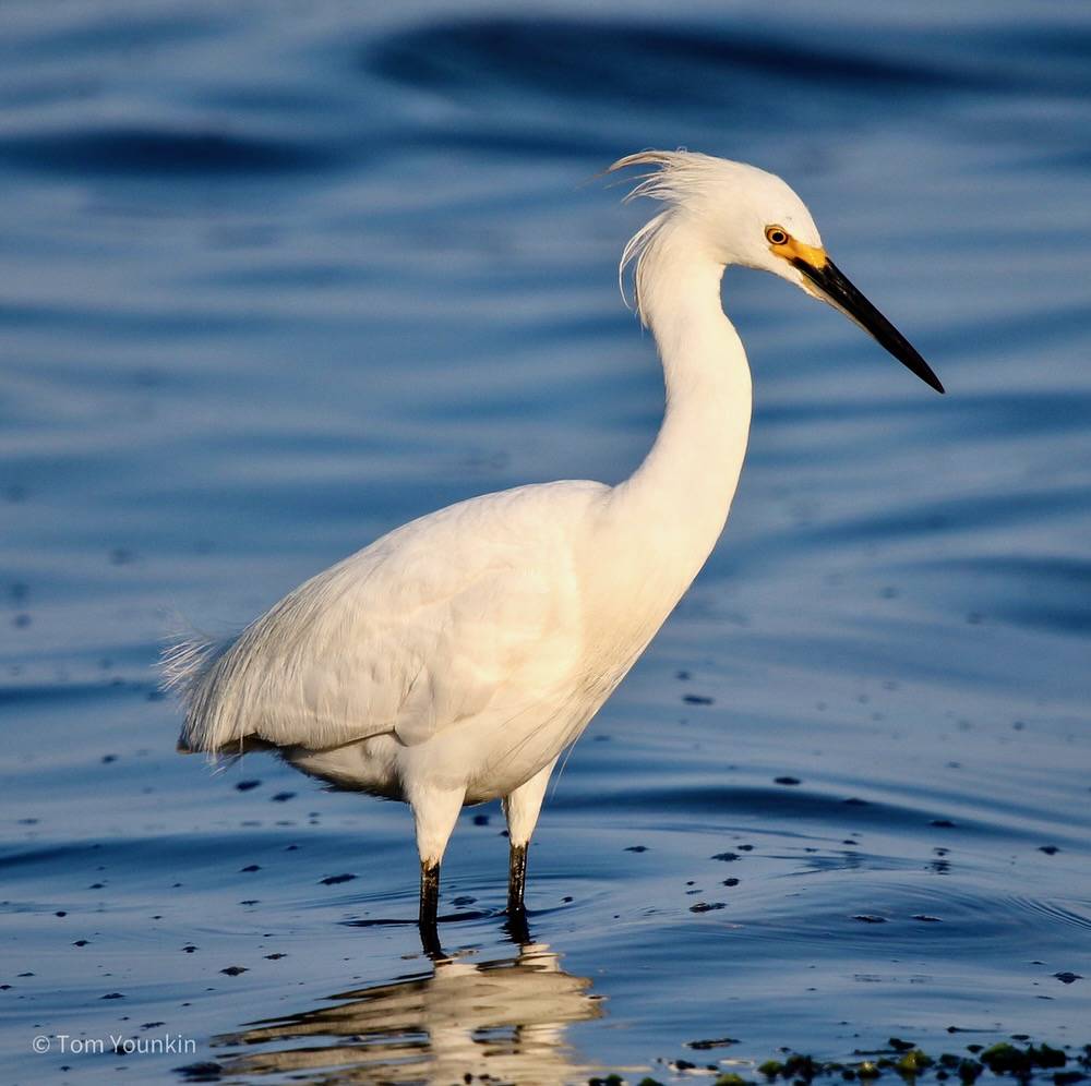 Jason Major (jpmajor@me.com)